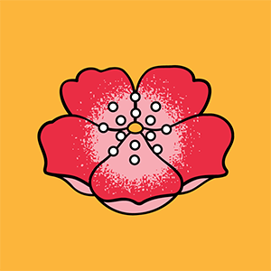 óleo de rosa mosqueta